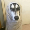 Cachorrinhos fofos/caóticos 10