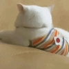 🧿Gatos 🐈🐱 22
