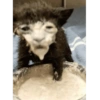 Cat meme funny 9