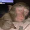 Macaco 8
