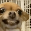 Raiva dos dentinhos