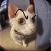 Gatos 12