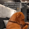 🙈 ANIMALITOS CON TEXTOS 😎 12