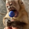 Monkey Mood 9
