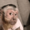 REAÇÕES DE ANIMAIS 10