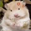 🐹Ratitas cutes🐹 14