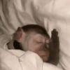 Macaquinho  14