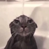 Gatos parte 1 28