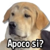 Apoco si?