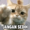 Kucing Anomali 3 5