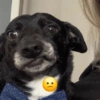 Cachorros da coitadolândia 🤣 5