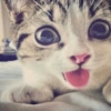 🐱•Michis Divertidos•🐱 15