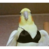 Calopsita fofas 19