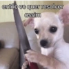Cachorros da coitadolândia 🤣 12