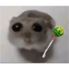 Hamster 😍 18