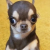 🐶 PERRITOS MOODS 5 🐾 11