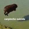 🍃 CAPYBARA MOODS 🍃 6