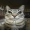 Gatos parte 1 16
