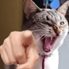 🫵😹Gatos burlones😹🫵 7