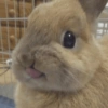 Bunnie 11