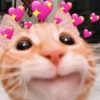 Gatinhos boiolinhas 8