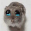 Hamster 😍 12