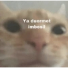 Ya duermet imbesil