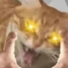 Kucing lutchu 8