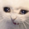 Bichinhos sad 😾 13