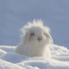 Bunnie 10