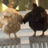 Animalitos para tu chat 15