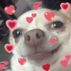 Cachorros da coitadolândia 🤣 8