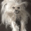 🤪Animalitos para tu chat🤪 8