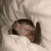 Macaquinho 🙈 7