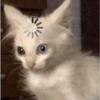 Shook and scared cats 23