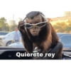Monkey's  11