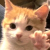 Kucing Anomali 3 11