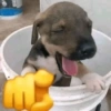 🐾🐕🐶 PERRITOS 🐶🐕🐾 8