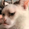 Mewing 9