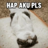 Kucing Anomali 3 9