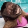Macaquinho  11