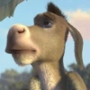 BURRO SHREK 9
