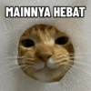 Kucing Anomali 3 7