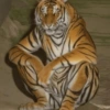 🤪Animalitos para tu chat🤪 5