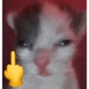 Gatito mewing bye bye 9