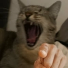 🫵😹Gatos burlones😹🫵 9