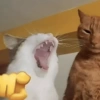 🫵😹Gatos burlones😹🫵 12