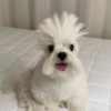 🤪Animalitos para tu chat🤪 11