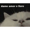 dame amor o lloro