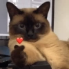 Gatos memes 8